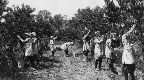 the Farmerettes of the Sodus Fruit Farm