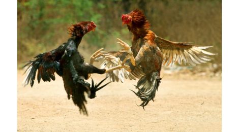 Cock Fighting in Wallington