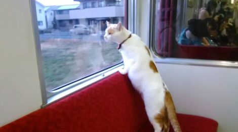 The Travelling Cat