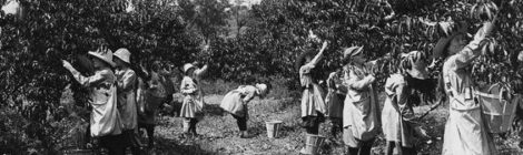 the Farmerettes of the Sodus Fruit Farm